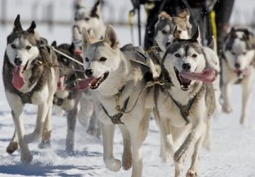 dog sled team