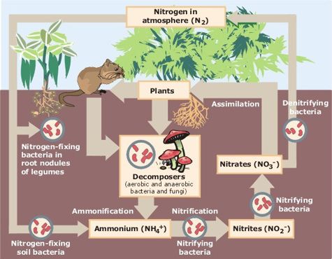 The Nitrogen Cycle - Nitrogen Fertilizer Nature's Way nitrogen cycle diagram in plants 