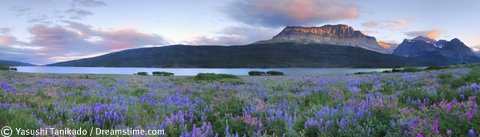 Lupines fix nitrogen