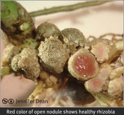 Pinkish healthy nitrogen nodules