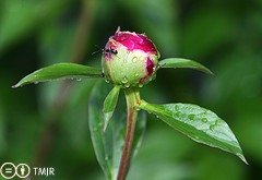 Ant on Peony