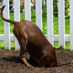 Dogs Love Helping