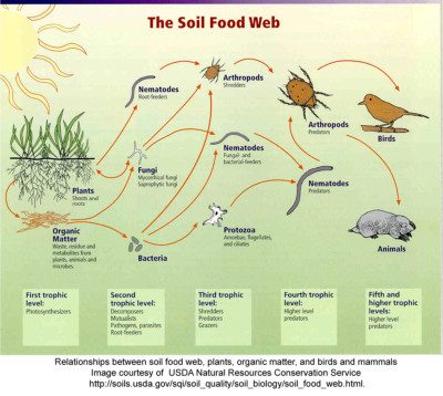 Soil Food WebUSDA