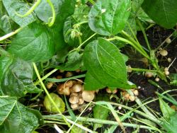 Mushrooms in Leslie's Garden